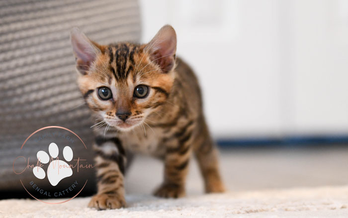 Bengal kitten for sale
